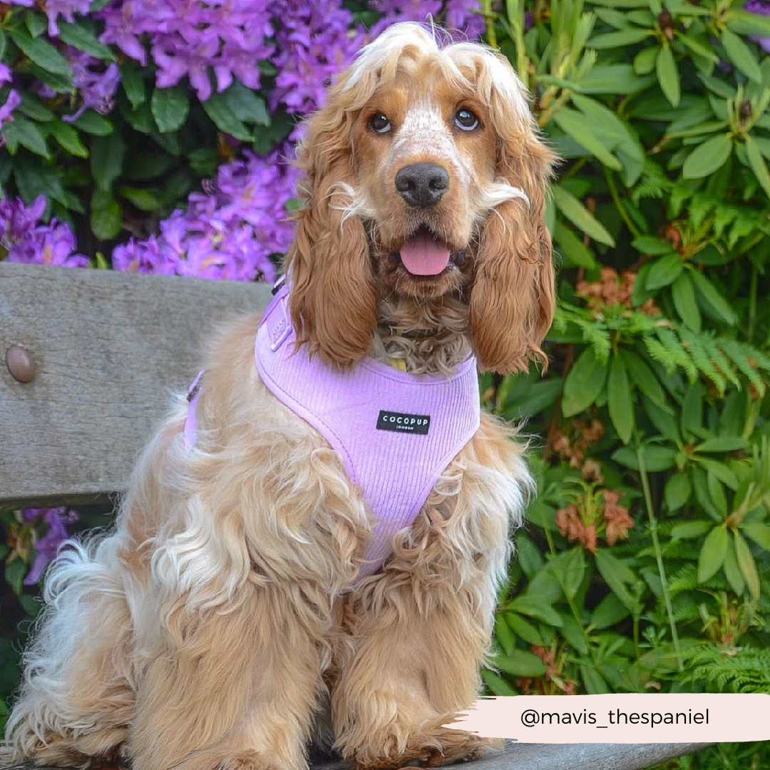 A golden cocker spaniel, adorned with a stylish Lilac Cord Adjustable Neck Harness from Cocopup London, sits on a wooden bench framed by vibrant purple flowers and lush greenery. The dog's tongue peeks out slightly, while the Instagram handle "@mavis_thespaniel" is visible in the bottom right corner.