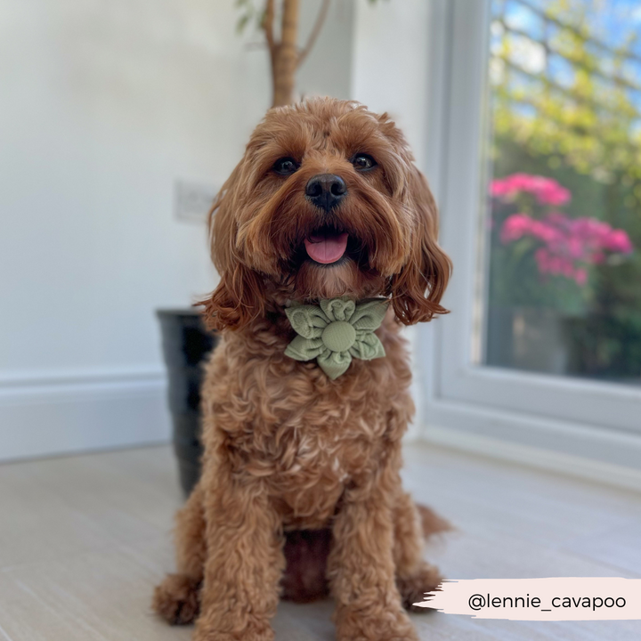 LUXE Sage Heart Collar Flower