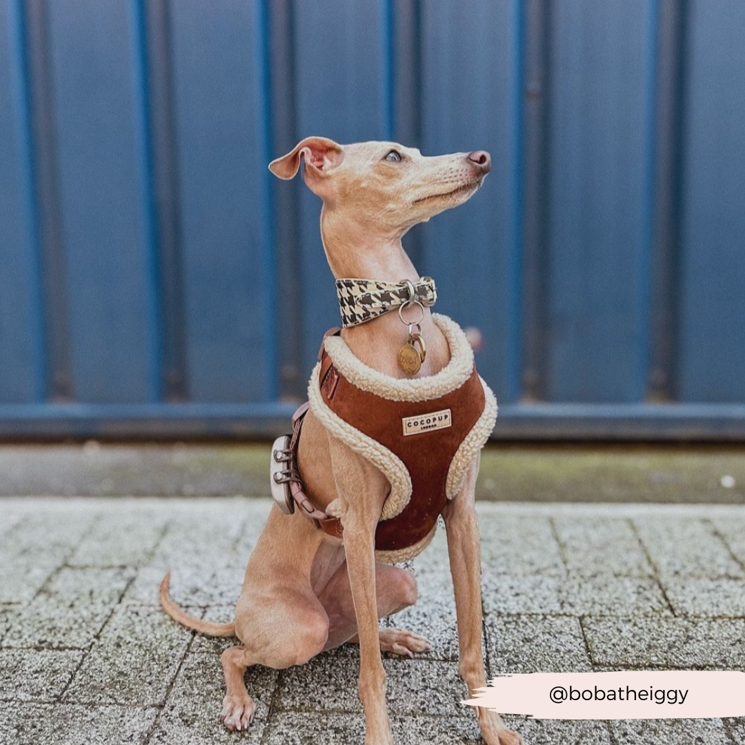 Brown Aviator Adjustable Neck Harness, Lead & Collar Bundle