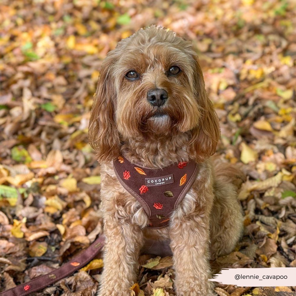 Pawtumn Leaves Adjustable Neck HARNESS