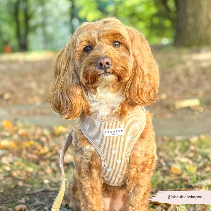 Chai Hearts Adjustable Neck HARNESS