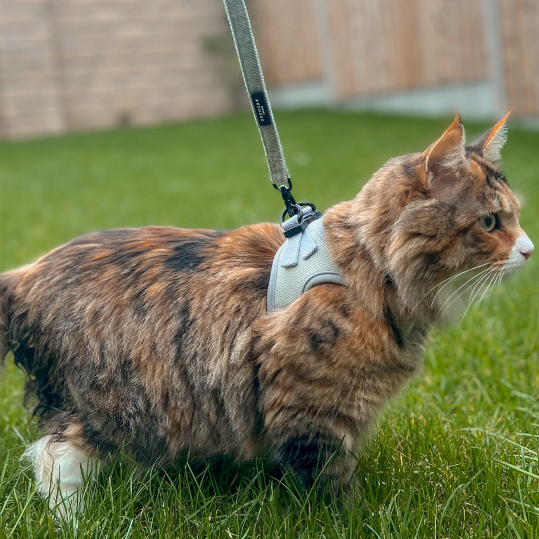 Cat Harness, Lead and Collar Bundle - Sage Tweed