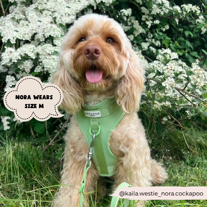 NAKD Adjustable Neck Harness, Lead, Collar & Poop Bag Holder Bundle - Matcha