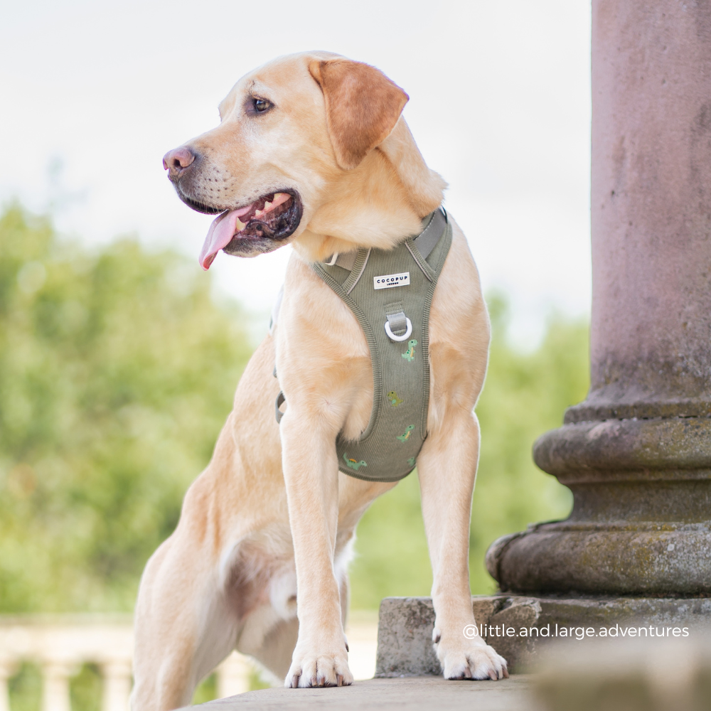 Explore Harness - Dino Doodles