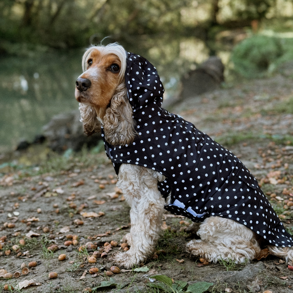 Dog Raincoat - Black Polka Dot