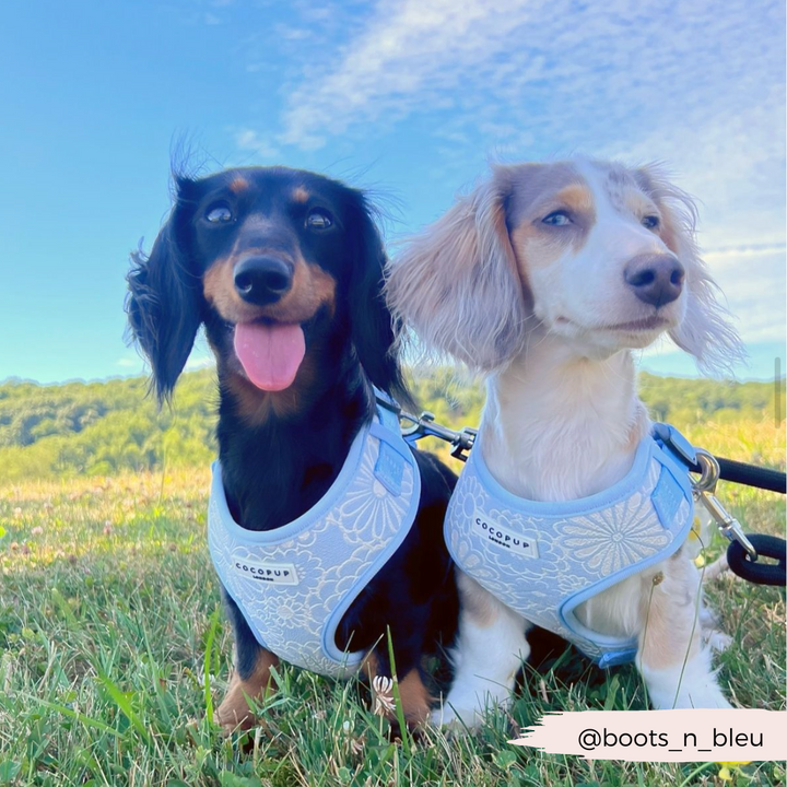 Luxe Adjustable Neck Harness - Baby Blue Flower