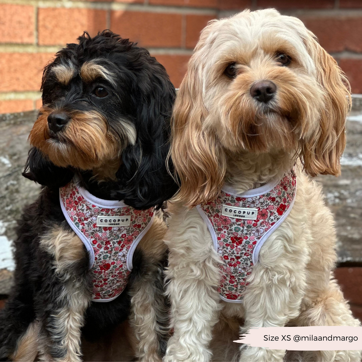 Quilted Christmas Flowers Adjustable Neck Harness, Lead & Collar Bundle