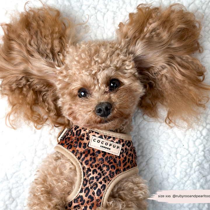 Quilted Leopard Pup Adjustable Neck Harness, Lead & Collar Bundle