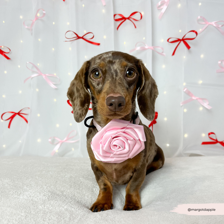 Pink Rose Collar Flower