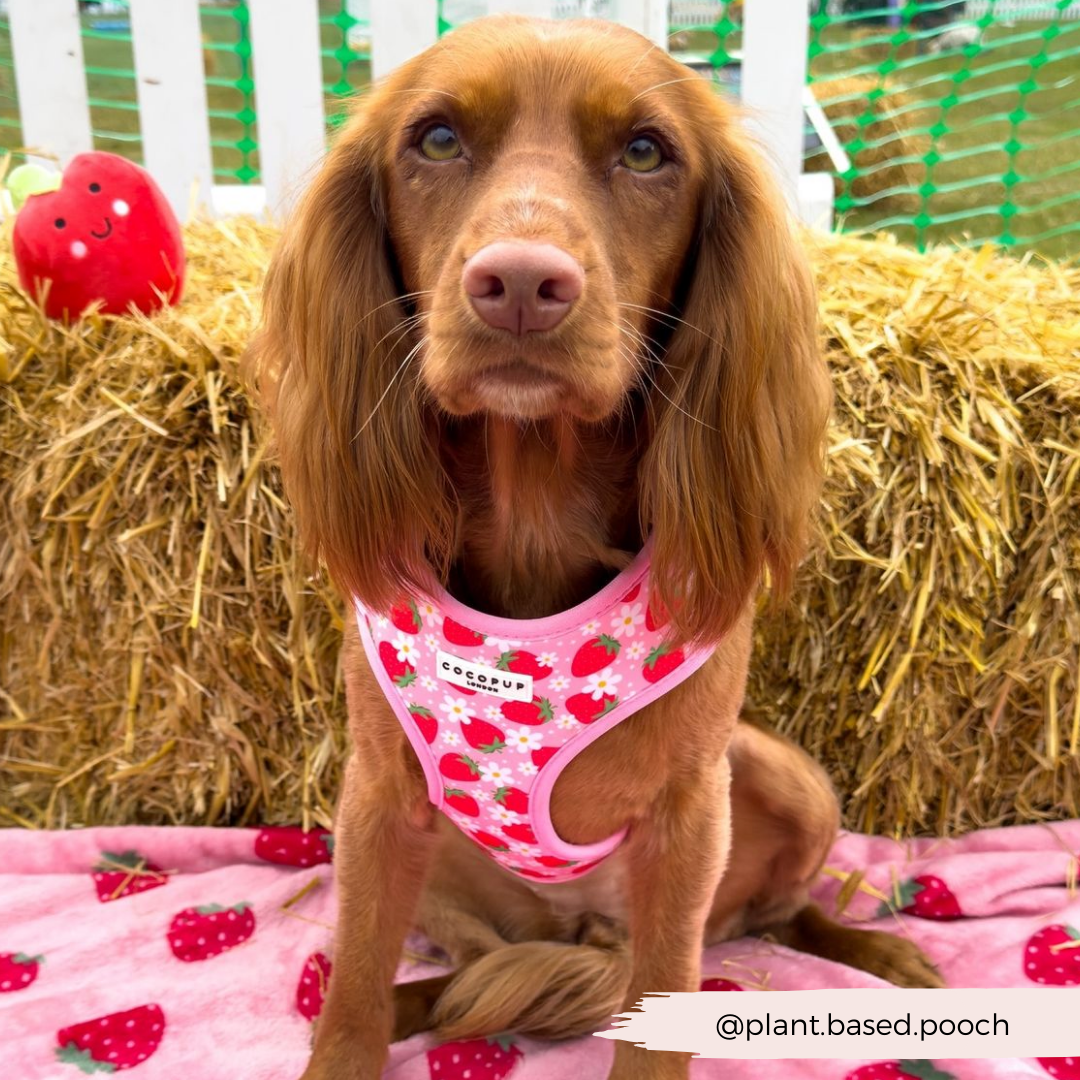 Pupberry Fields Adjustable Neck Harness, Lead & Collar Bundle