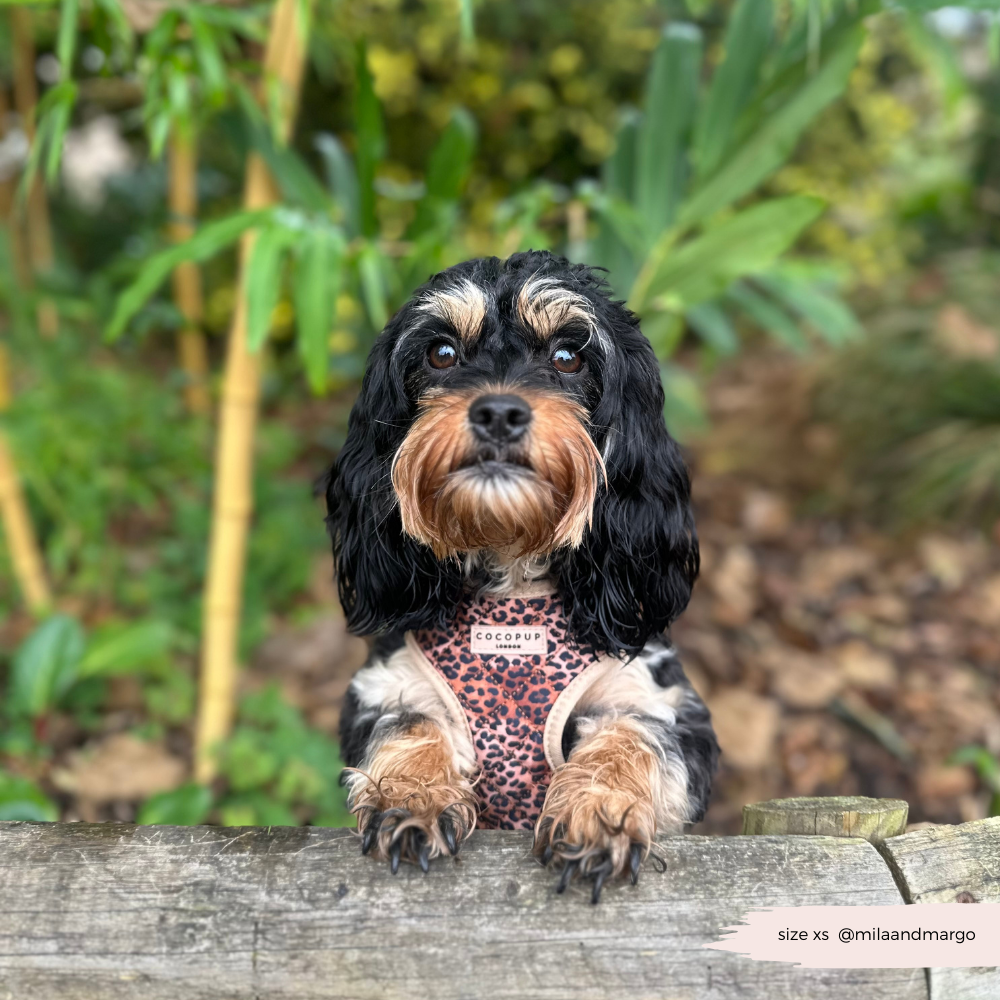 Quilted Leopard Pup Adjustable Neck Harness, Lead & Collar Bundle