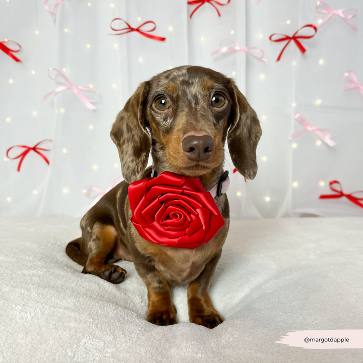 Red Rose Collar Flower