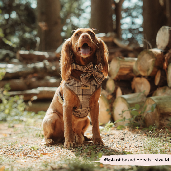 Pup Plaid Adjustable Neck Harness, Lead & Collar Bundle