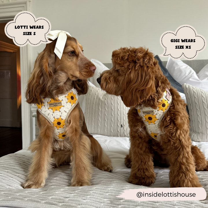 Two dogs wearing matching Cocopup London Sunflower Patch Adjustable Neck Harness, Lead & Collar Bundles sit on a bed, facing each other. The left dog, “Lotti,” wears a size S adjustable neck harness, while the right dog, “Gigi,” wears a size XS. A tag with the Instagram handle "@insidelottishouse" is at the bottom right.