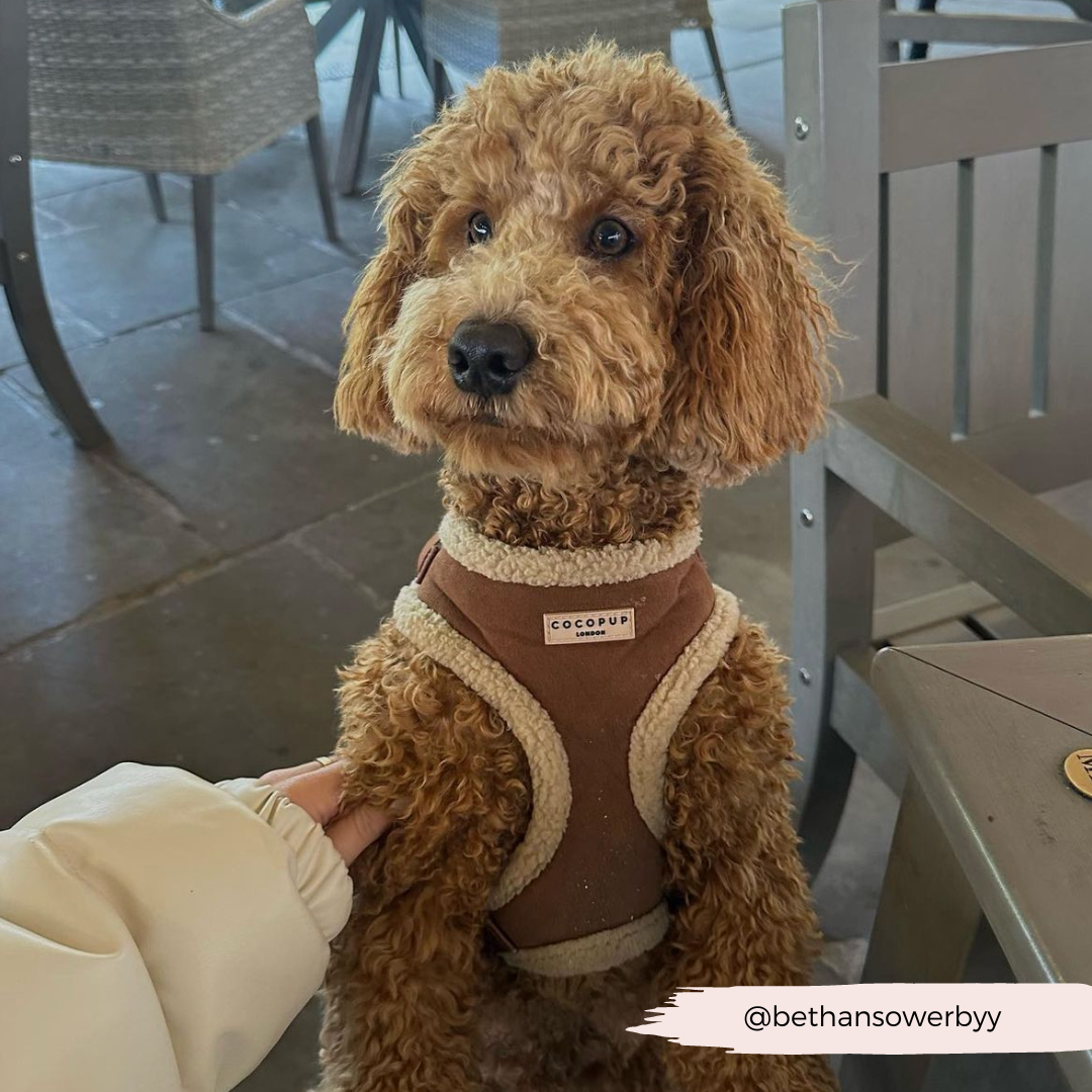 Brown Aviator Adjustable Neck Harness