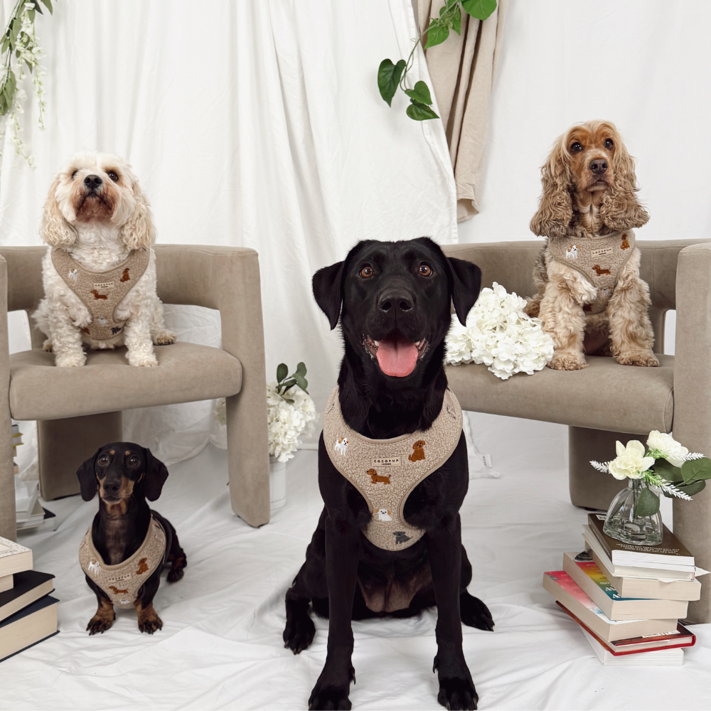 Ralph & Friends Mocha Teddy Adjustable Neck HARNESS