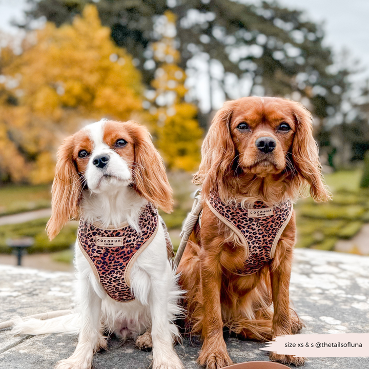 Quilted Leopard Pup Adjustable Neck Harness, Lead & Collar Bundle