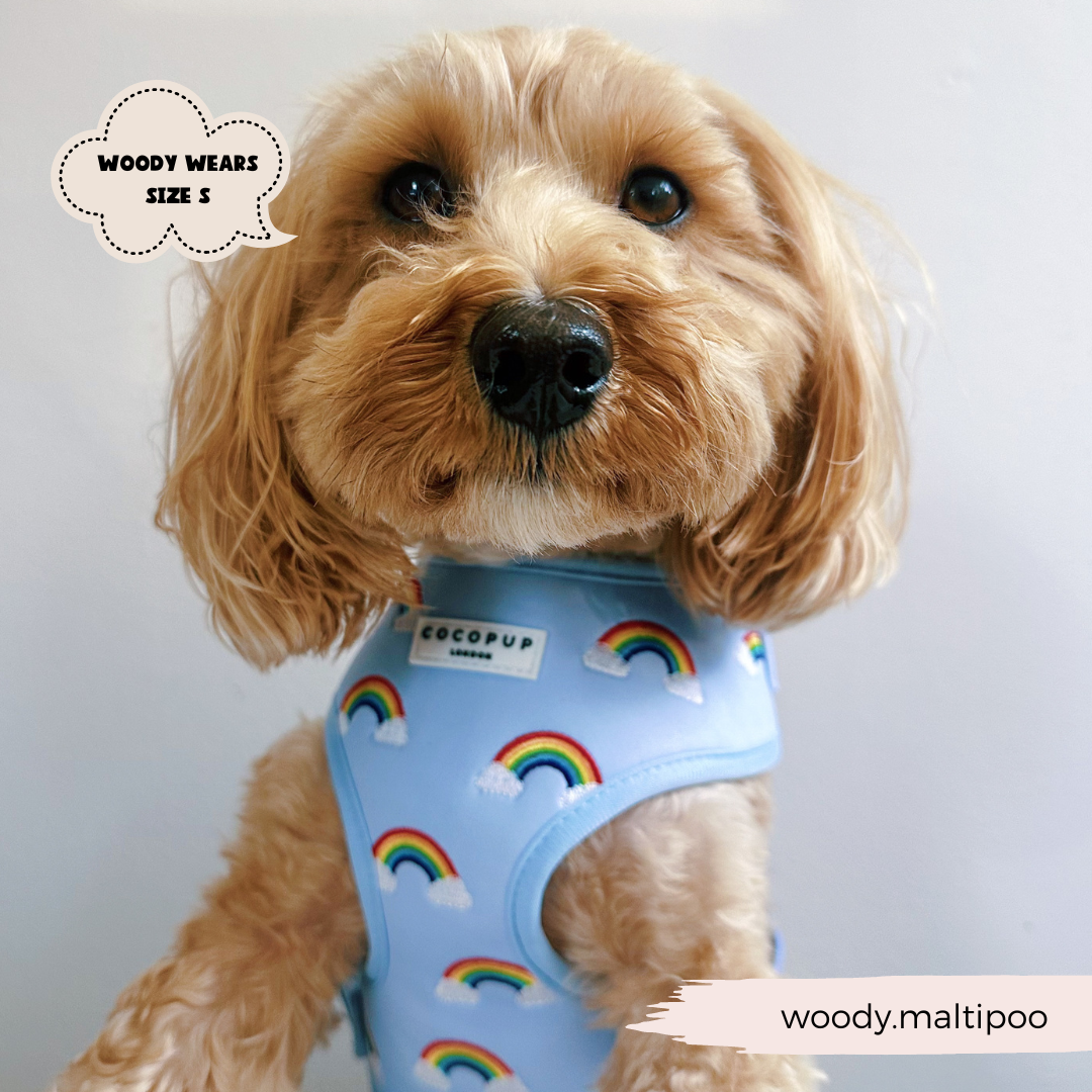 A cute dog with a light brown, wavy coat is wearing a Luxe Adjustable Neck Harness - Over The Rainbow by Cocopup London. Text in the image reads "WOODY WEARS SIZE S" on the left and "woody.maltipoo" on the bottom right.