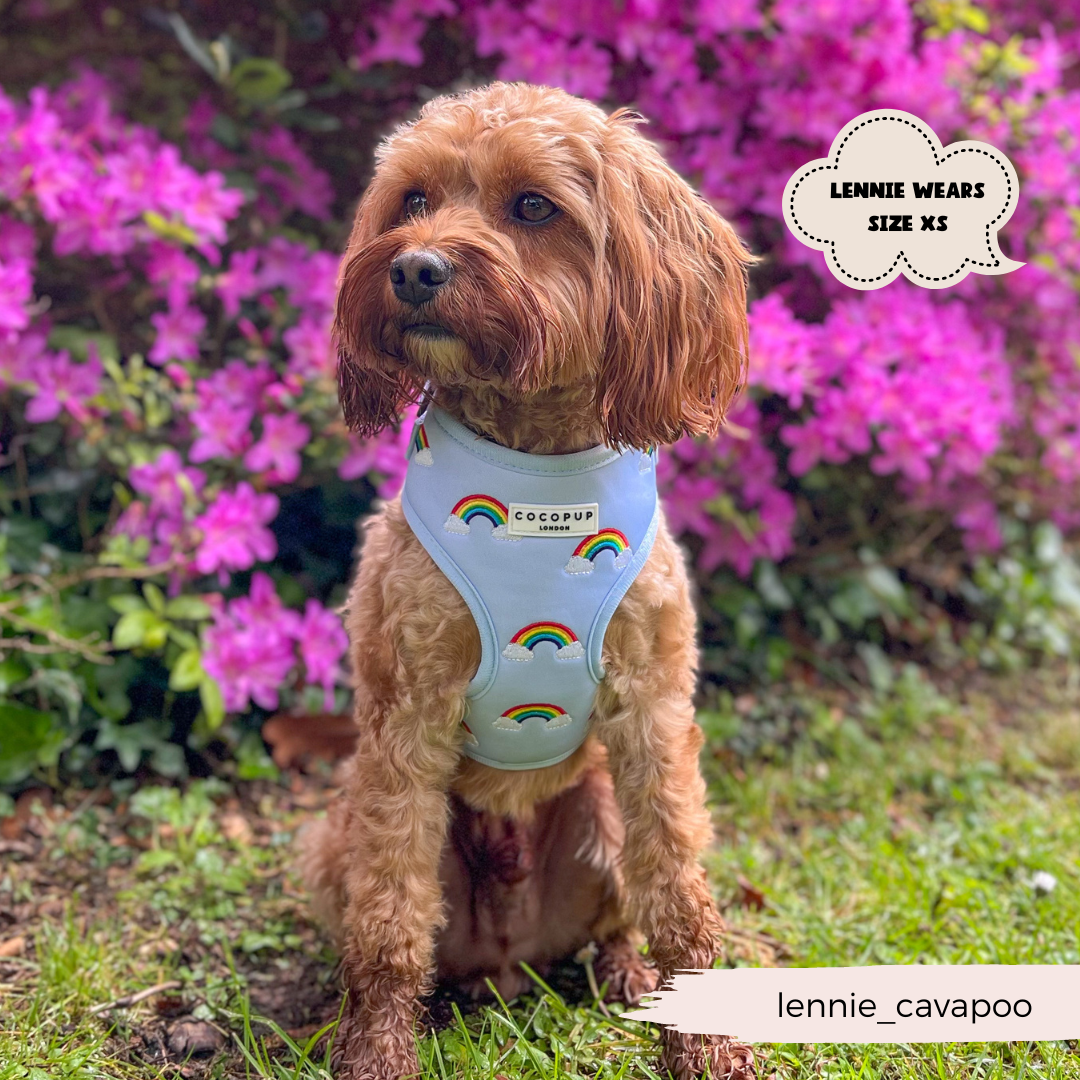 A cute brown dog sits in front of vibrant purple flowers. The dog is wearing a Luxe Adjustable Neck Harness - Over The Rainbow from Cocopup London, featuring an embroidered rainbow design. Text on the image reads, "Lennie wears size XS" and a label at the bottom says, "lennie_cavapoo.