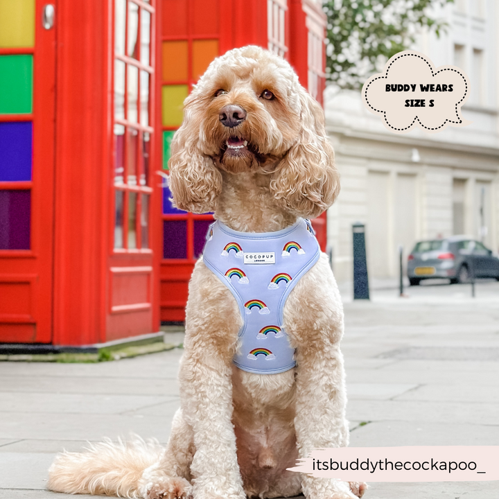 A fluffy Cockapoo dog sits in front of a red telephone box, wearing a light blue Luxe Adjustable Neck Harness - Over The Rainbow by Cocopup London. The text "Buddy wears size S" appears in a speech bubble, and "@itsbuddythecockapoo__" is written in the corner.