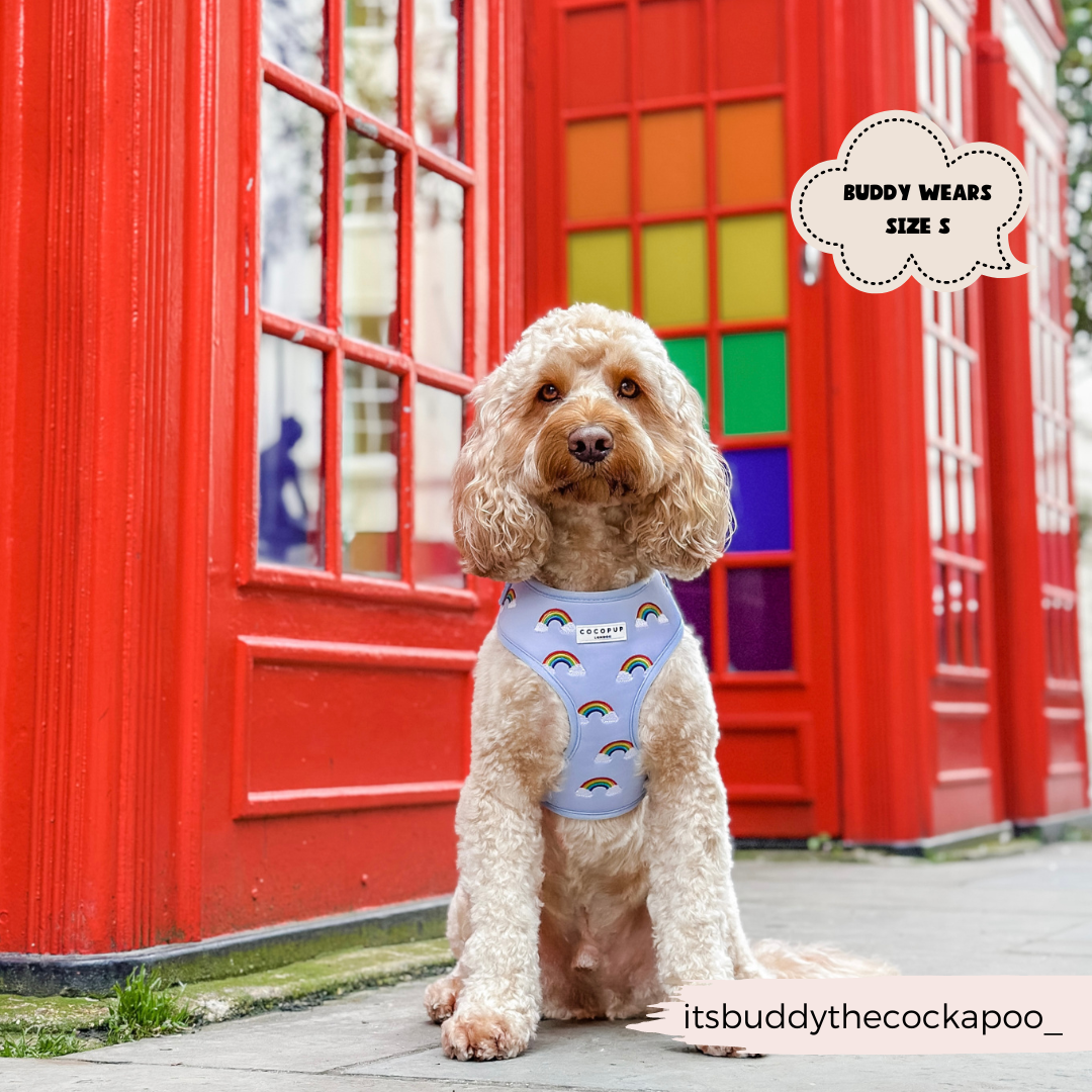 A fluffy cockapoo dog sits in front of a traditional red phone booth, sporting the Luxe Adjustable Neck Harness - Over The Rainbow from Cocopup London. Text on the image reads "Buddy wears size S" alongside the handle "@itsbuddythecockapoo_". The background features a colorful window.