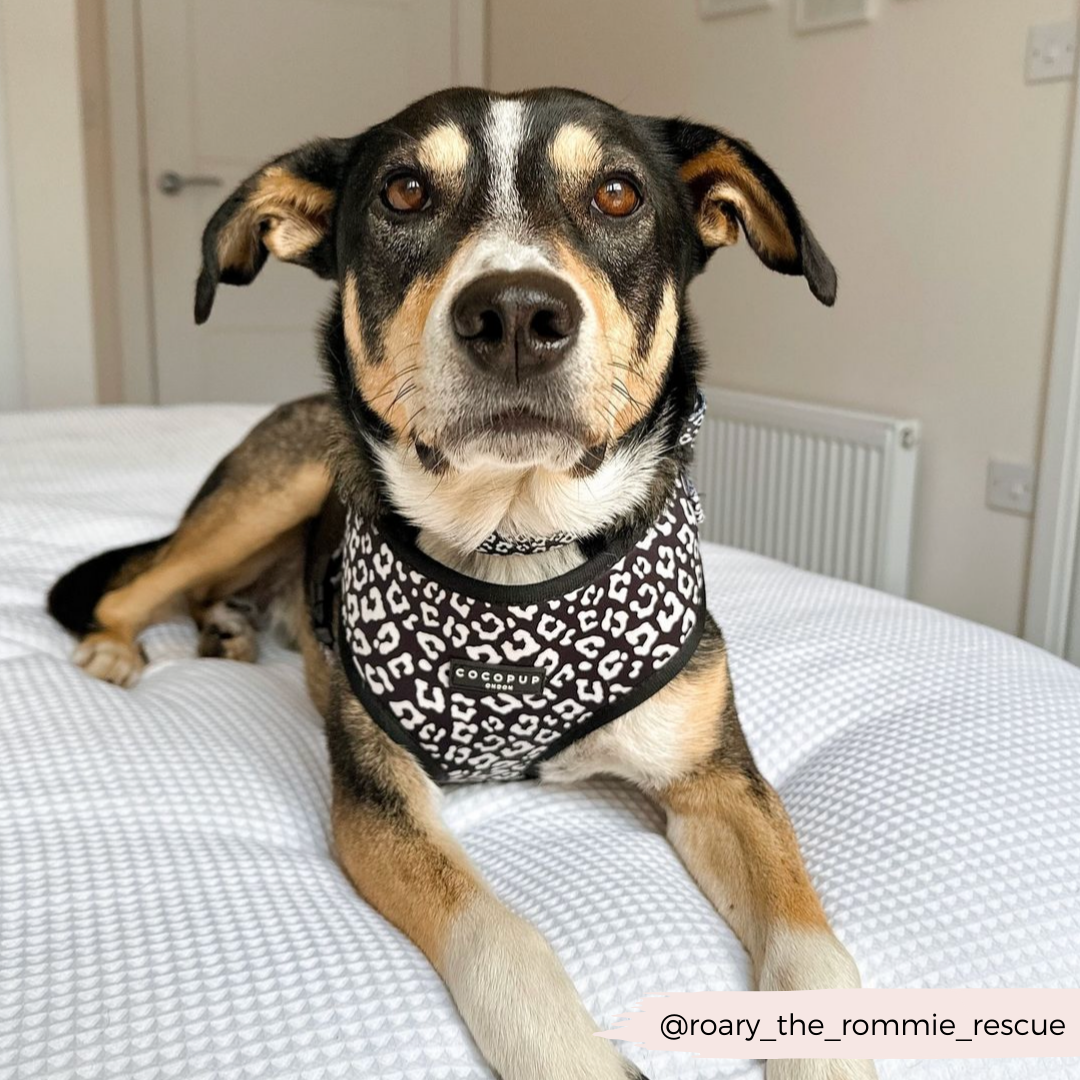 A dog with brown, black, and white fur is lying on a bed covered with a white duvet. The dog is wearing a black and white leopard print bandana and the Black Leopard Adjustable Neck Harness by Cocopup London, looking directly at the camera. The Instagram handle @roary_the_rommie_rescue is visible in the bottom right corner.