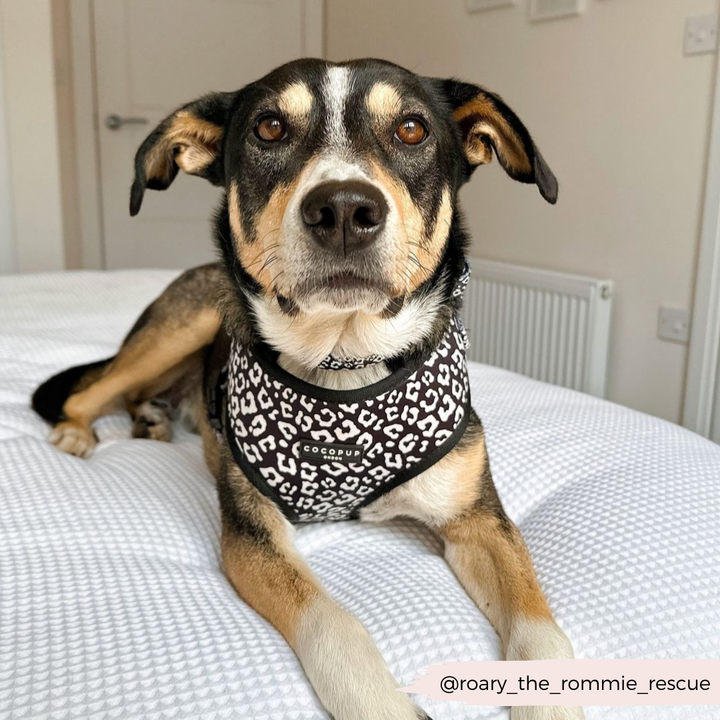 A dog with brown, black, and white fur is lying on a bed covered with a white duvet. The dog is wearing a black and white leopard print bandana and the Black Leopard Adjustable Neck Harness by Cocopup London, looking directly at the camera. The Instagram handle @roary_the_rommie_rescue is visible in the bottom right corner.