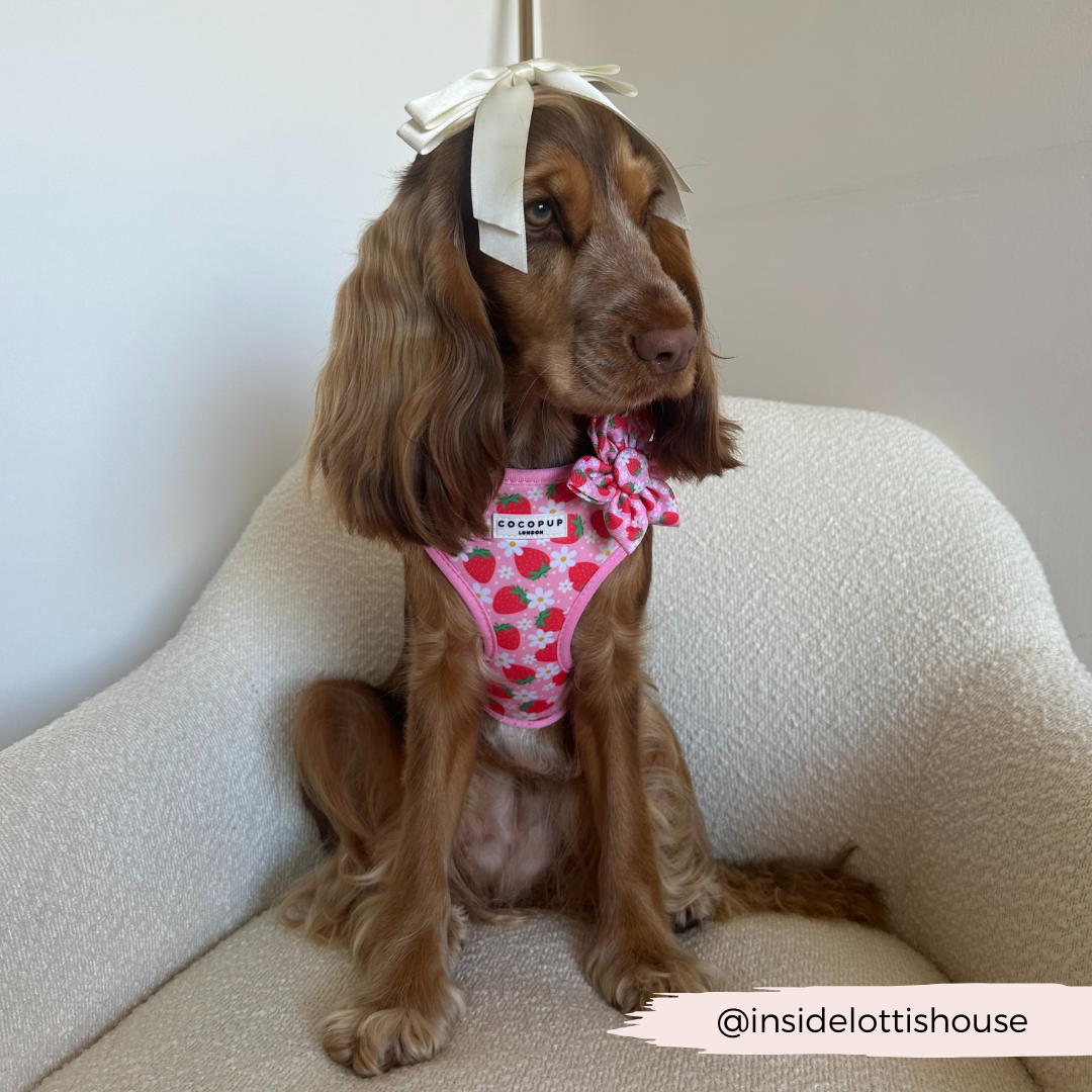 Pupberry Fields Collar Flower