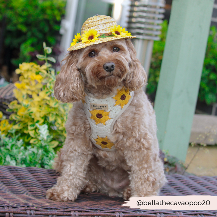 Sunflower Patch Adjustable Neck Harness