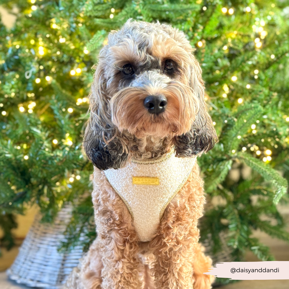 Limited Edition Sparkle Season Gold Adjustable Neck Harness, Lead & Collar Bundle