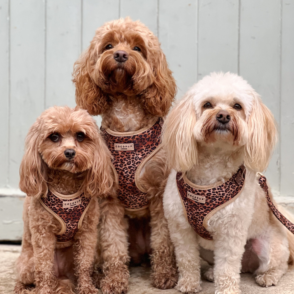 Quilted Leopard Pup Adjustable Neck Harness, Lead & Collar Bundle