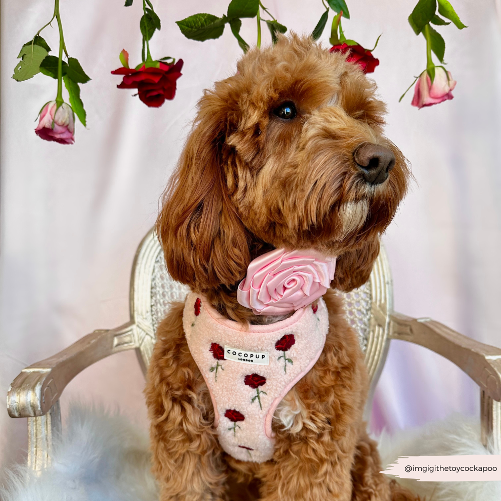 Roses Embroidered Teddy Adjustable Neck Harness