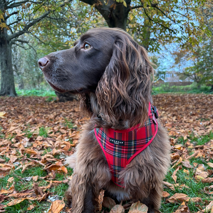 Tartan Adjustable Neck Harness, Lead & Collar Bundle