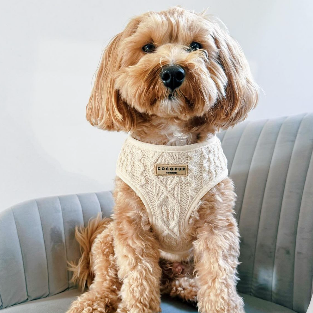 Cable Knit Jumper Adjustable Neck Harness - Vanilla Puppucino