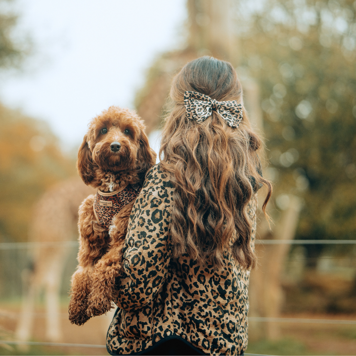 Quilted Leopard Pup Adjustable Neck Harness, Lead & Collar Bundle