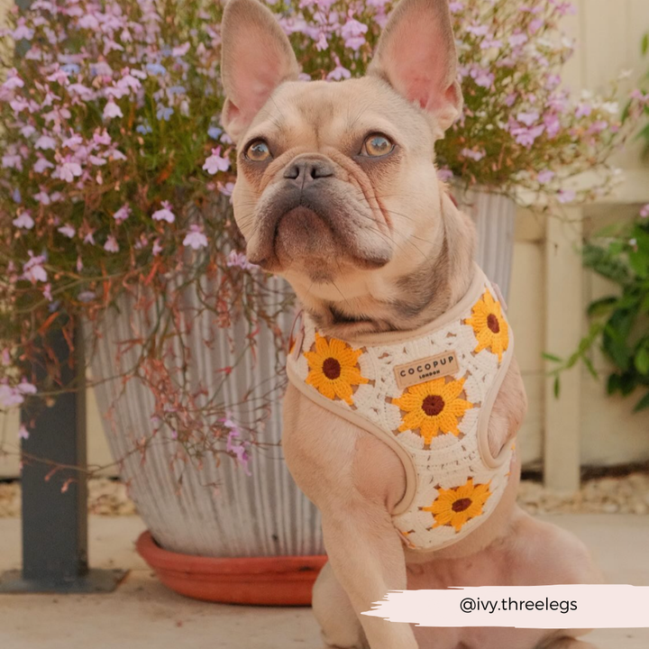 Sunflower Patch Adjustable Neck Harness