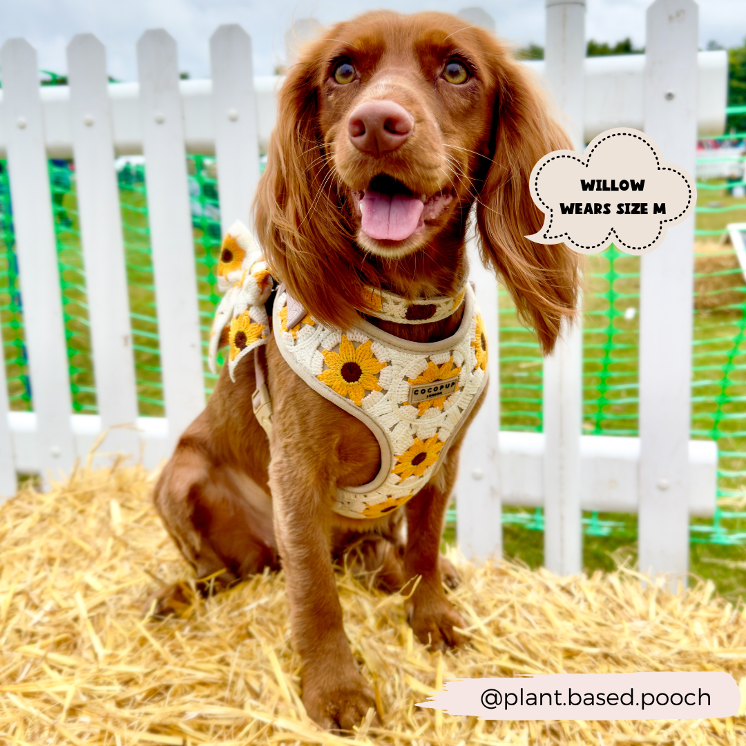 A brown dog wearing a sunflower-patterned Sunflower Patch Adjustable Neck Harness, Lead & Collar Bundle by Cocopup London sits on hay in front of a white picket fence. A text bubble reads "Willow wears size M." The Instagram handle @plant.based.pooch is displayed at the bottom, perfect for following their adorable dog walks.