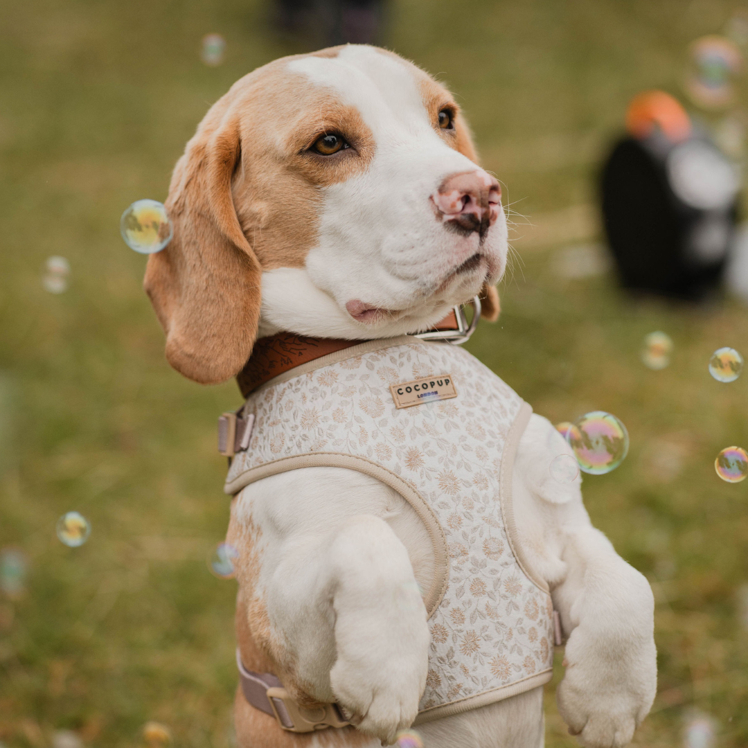 Luxe Adjustable Neck Dog Harness Garden Meadow Cocopup London