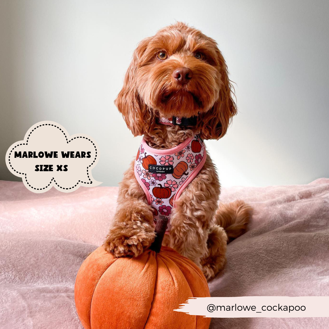 Small dog wearing pumpkin themed harness with a soft pumpkin toy