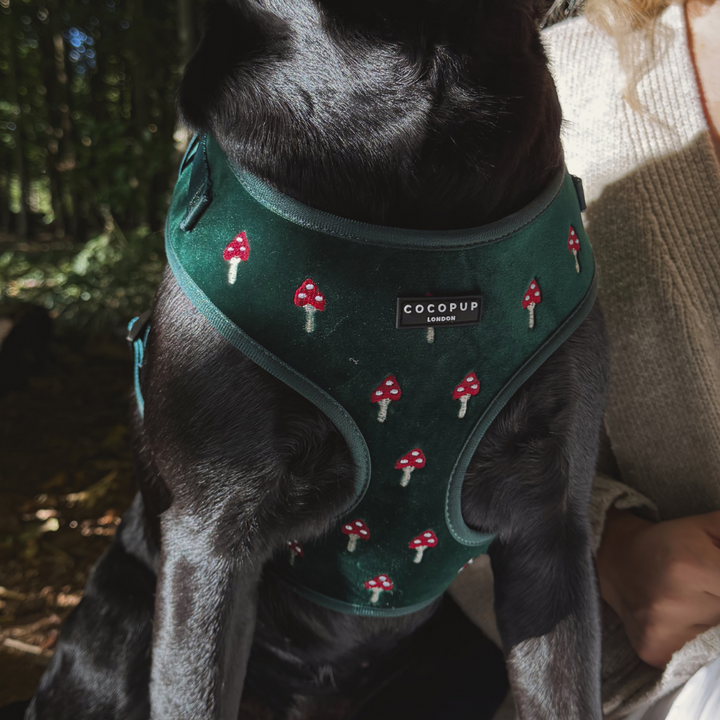 Toadstool Trails Adjustable Neck HARNESS