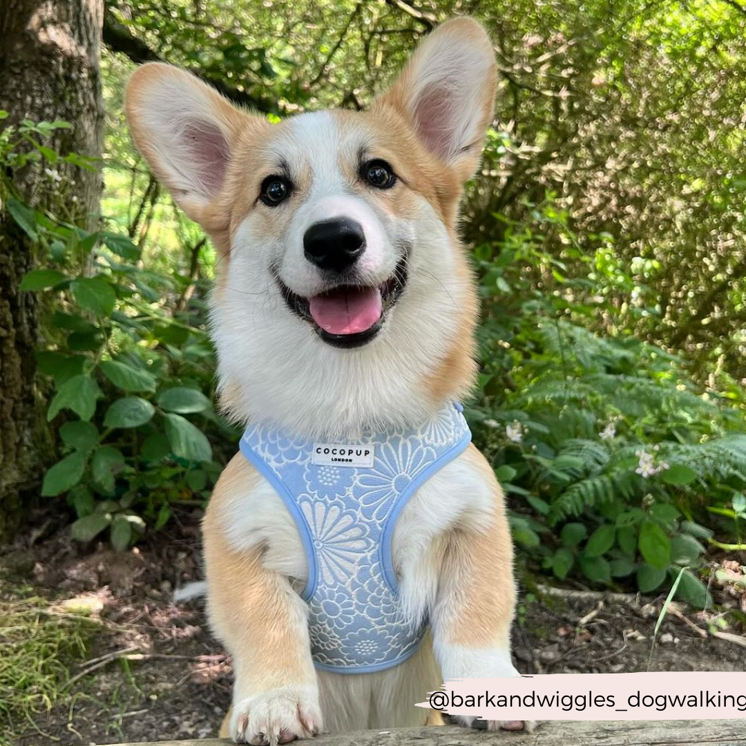 Luxe Adjustable Neck Harness - Baby Blue Flower