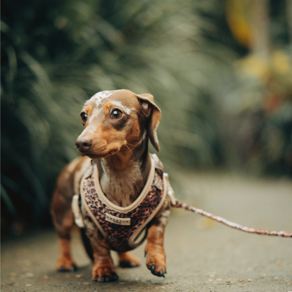 Quilted Leopard Pup Lead