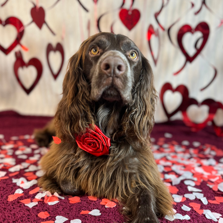 Red Rose Collar Flower