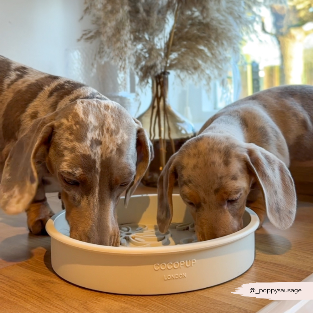 Silicone Slow Feed Dog Bowl - Cream Flowers