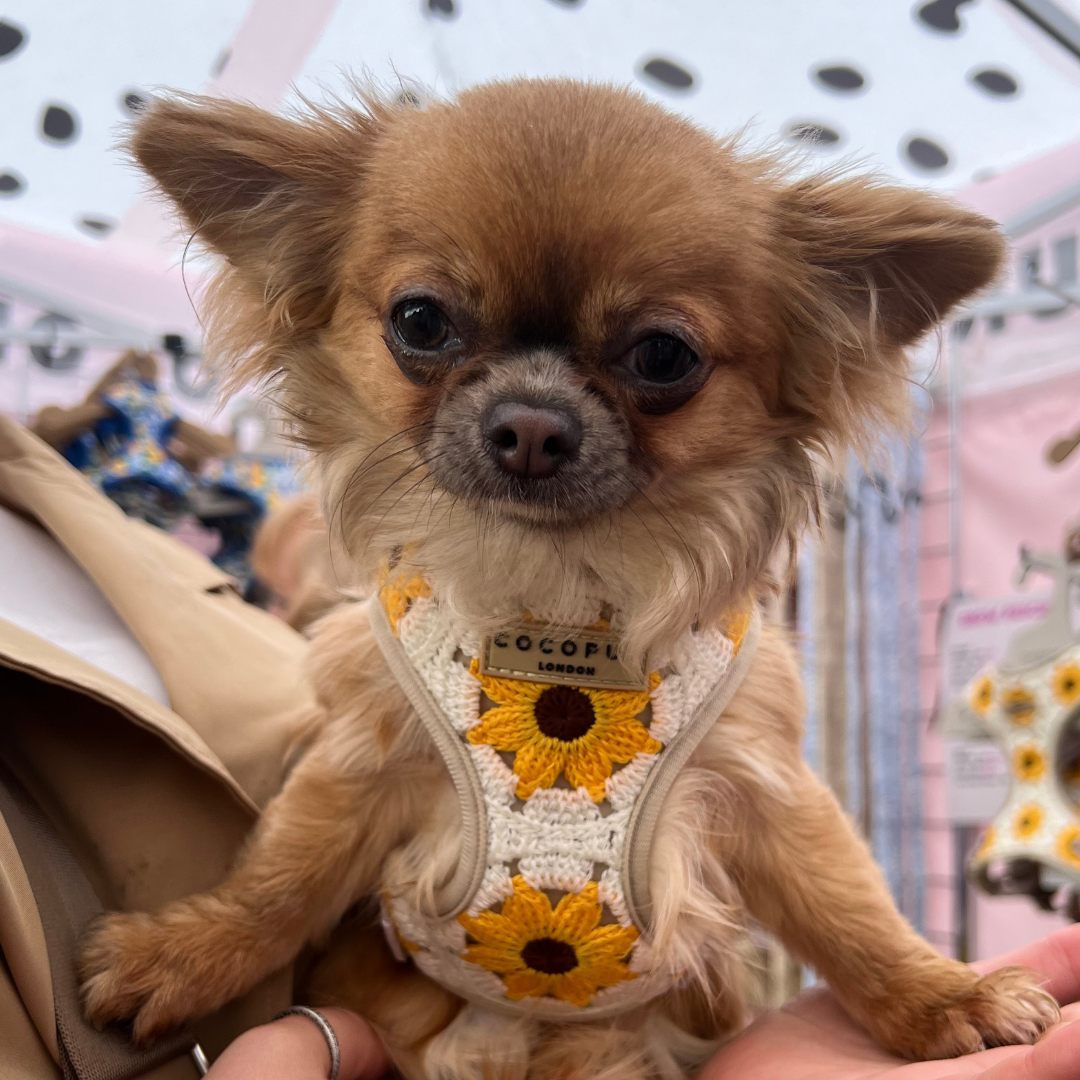 A small brown Chihuahua with fluffy ears and a white snout is being held up. The dog is wearing a stylish harness adorned with sunflower decorations and the brand label "Cocopup London" on it. This Sunflower Patch Adjustable Neck Harness ensures comfort for pets while attending the outdoor event or market display featuring various items.