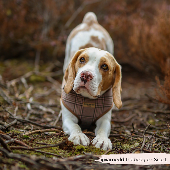 Pup Plaid Adjustable Neck Harness