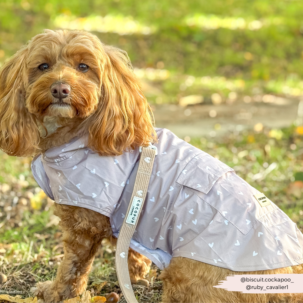 Dog Raincoat - Chai Hearts