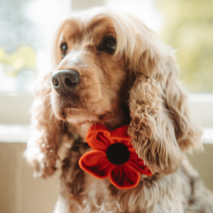 Poppy Collar Flower