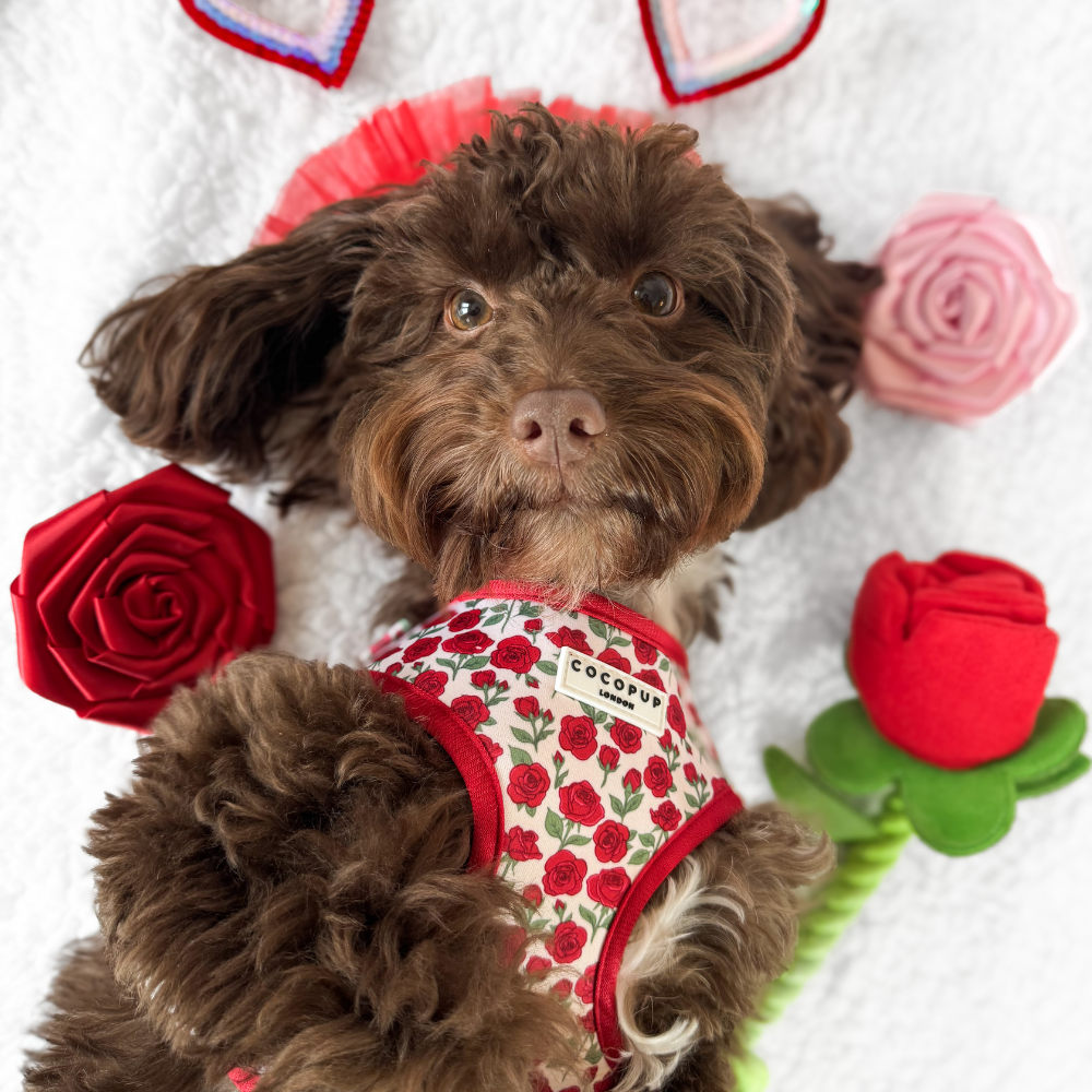 Red Rose Collar Flower