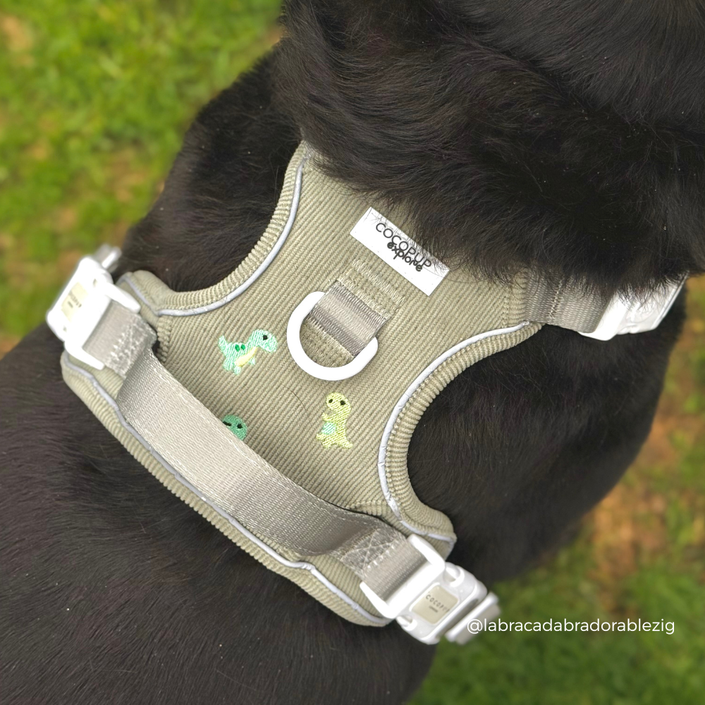 Explore Harness - Dino Doodles